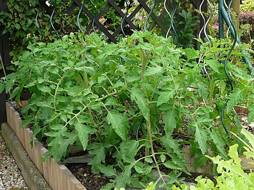 Tomates-anciennes-25-06-12-030.jpg