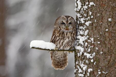 Scène D&#39;hiver Avec Hibou. Animal Avec Neige Froide Et Forêt. Tawny Owl,  Oiseau Enneigé Dans Les Chutes De Neige En Hiver, Habitat Naturel, Norvège.  Banque D&#39;Images Et Photos Libres De Droits. Image