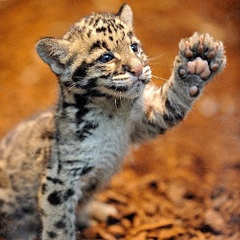 un bébé léopard tacheté. 
