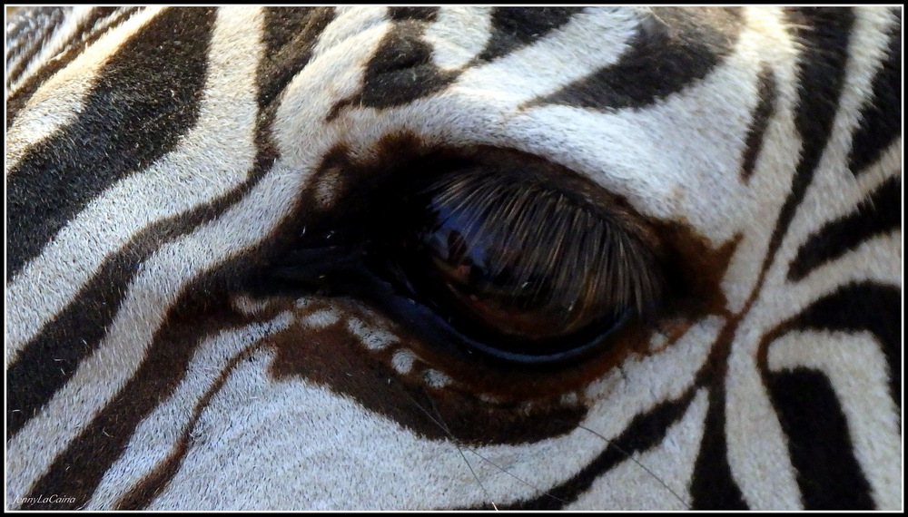 Zoo de la Palmyre - Regards 