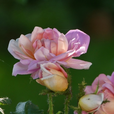 Des Journées de la Rose aux journées de mes roses : 'Robert-Léopold'...
