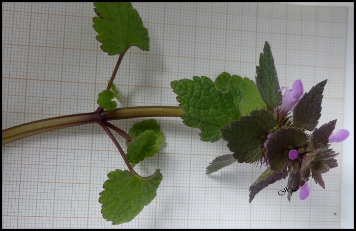 Lamium hybridum.