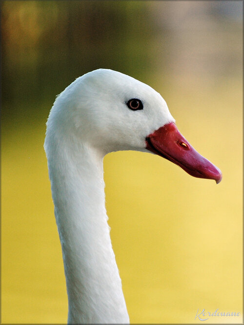 Photo de cygne coscoroba