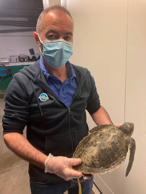 Une tortue d’une espèce très rare et menacée retrouvée morte sur une plage en Bretagne