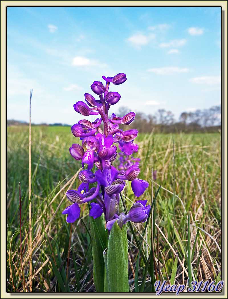 Balade "orchidées": Orchis bouffon (Orchis ou Anacamptis morio) - Aulon - 31  (Flore)