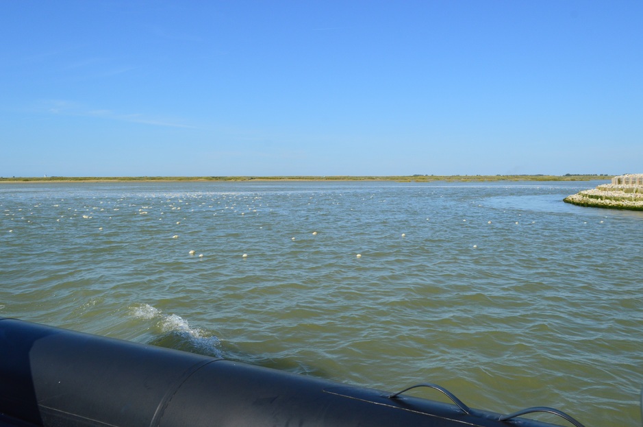 Mes vacances en Baie de Somme (8), pointe du Hourdel : phoques et blockhaus 