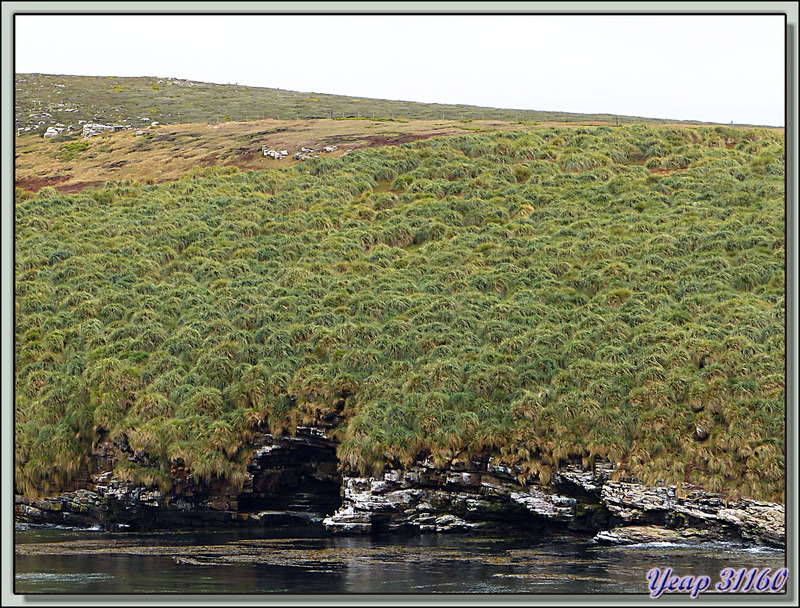 Le tussock ou tussack (Dactylis cæspitosa Forster) principale végétation primaire de ces îles désolées - Ile de West Point vers Woolly Gut - Falkland Islands, Iles Malouines, Islas Malvinas