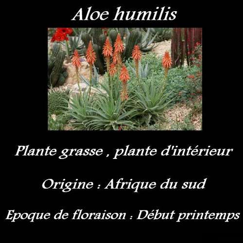 Aloe humilis 