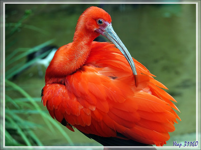 Ibis rouge, Scarlet ibis (Eudocimus ruber) - Parque das Aves - Foz do Iguaçu - Brésil
