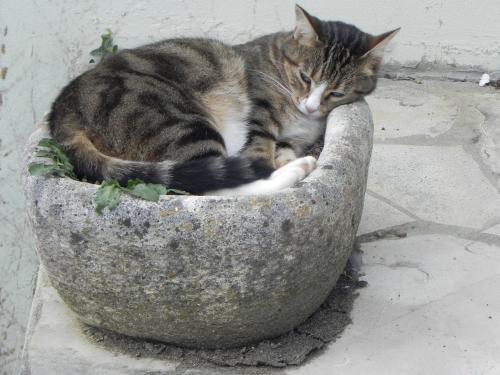 Insolite