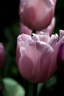 Tulipes 2014 : Pink Diamond