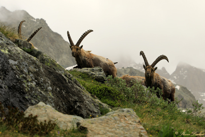 Queyras : Rencontre avec les bouquetins 