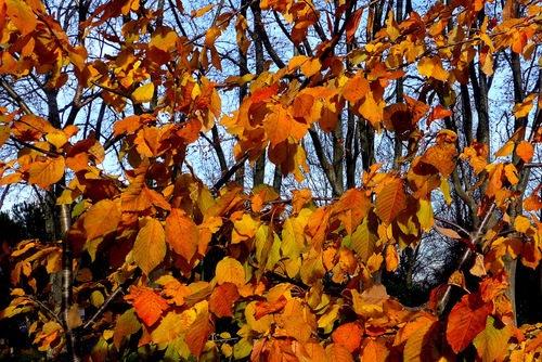 Des canards et des feuilles ...