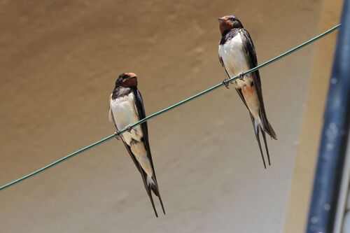 Hirondelle Rustique (Barn swallow)