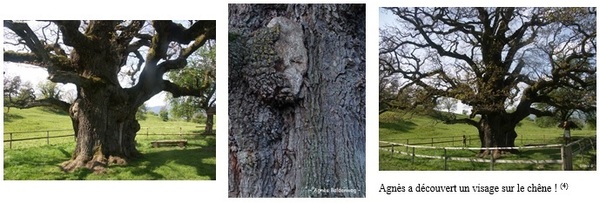 2-Arbres remarquables