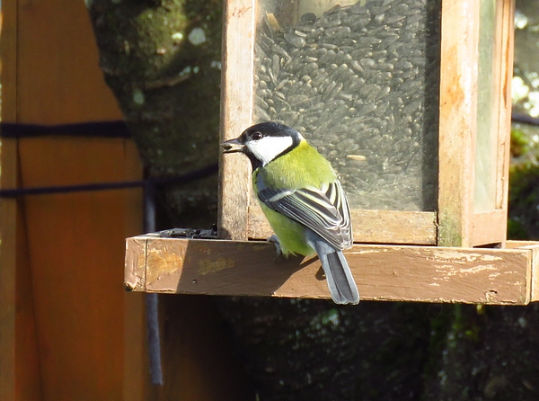 D'autres oiseaux ont visité mon jardin cet hiver...