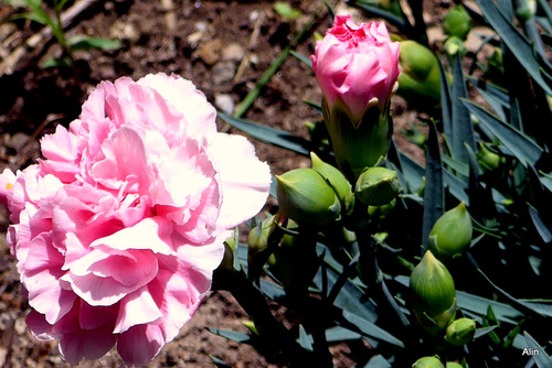 Les fleurs de l’œillet 