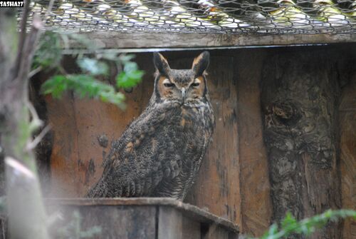 Hiboux Grand duc de Virginie.