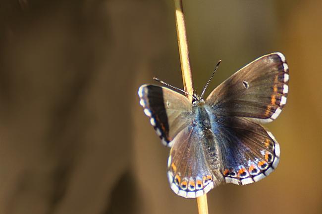 Azuré bleu céleste ou Bel argus