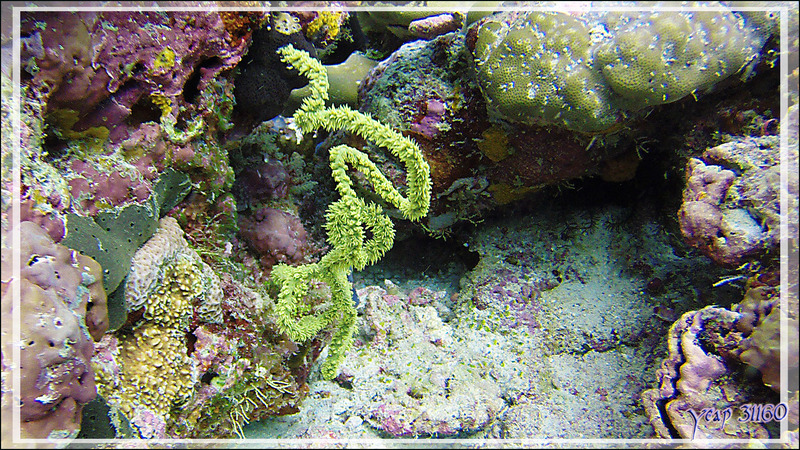 Superbe Corail fil-de-fer spiralé vert en fleurs (Cirripathes spiralis) ?? - Athuruga Reef - Atoll d'Ari - Maldives