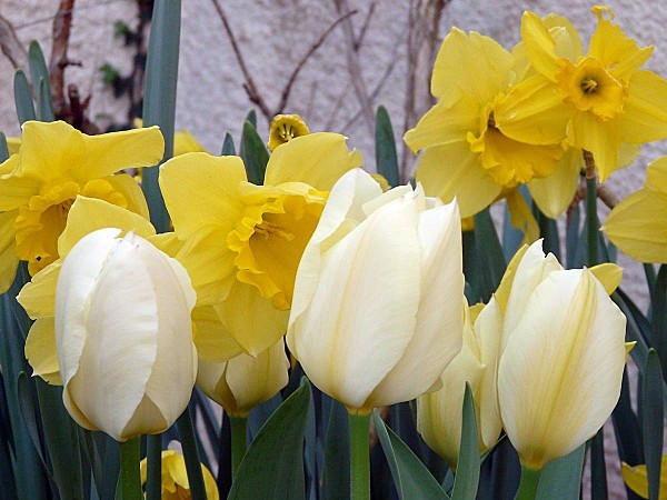 Tulipes-blanches.jpg