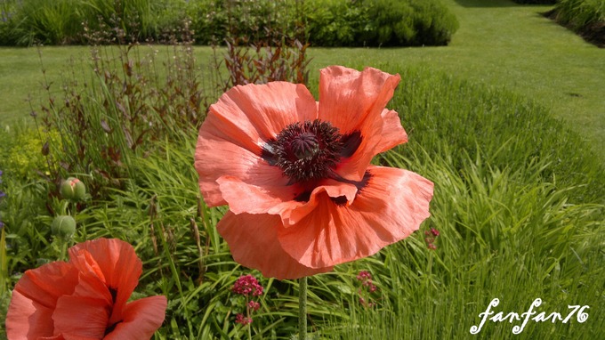                                                                                                                                   Les jolis pavots dans le parc