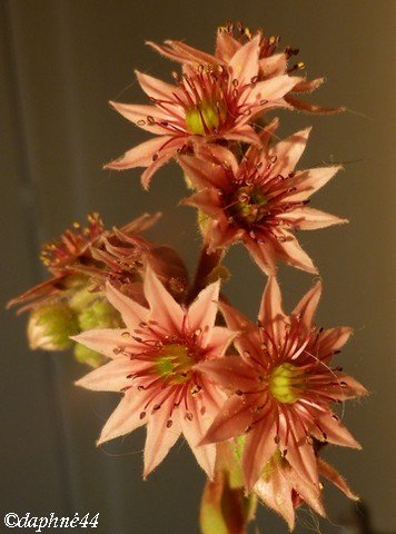 fleur-de-sedum-27-09.jpg