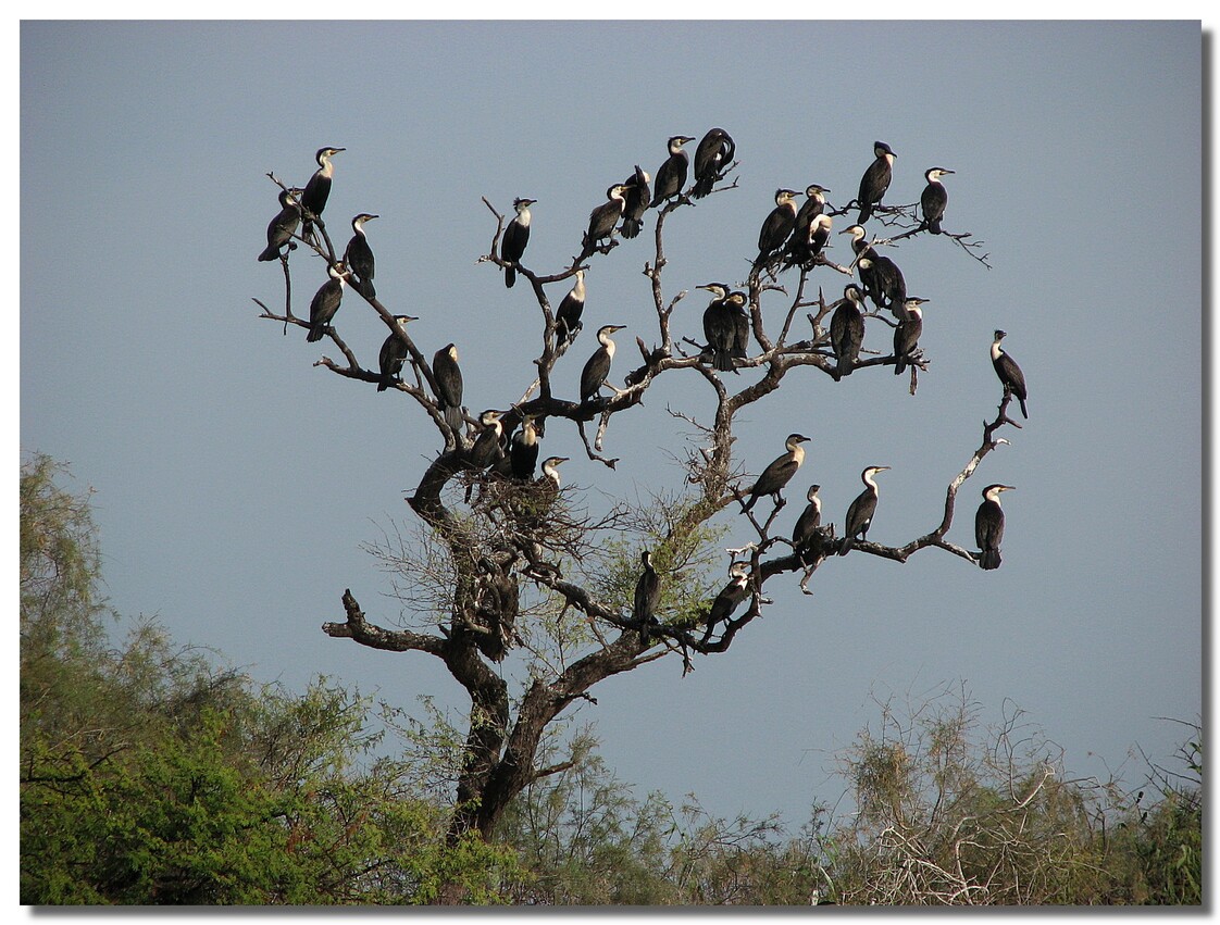 LES OISEAUX AU SENEGAL 