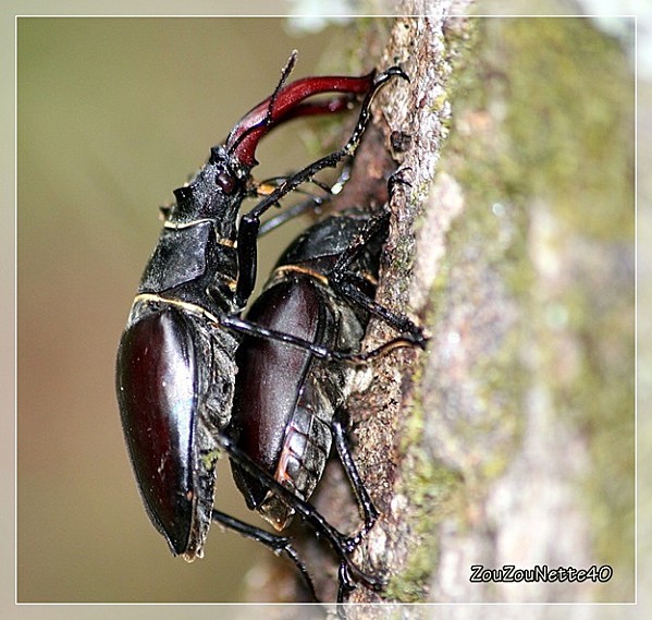 CERF-VOLANT-OU-LUCANE-2-.jpg