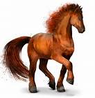 Voici mes chevaux dans equideow: