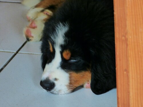 Jasper, 3 mois