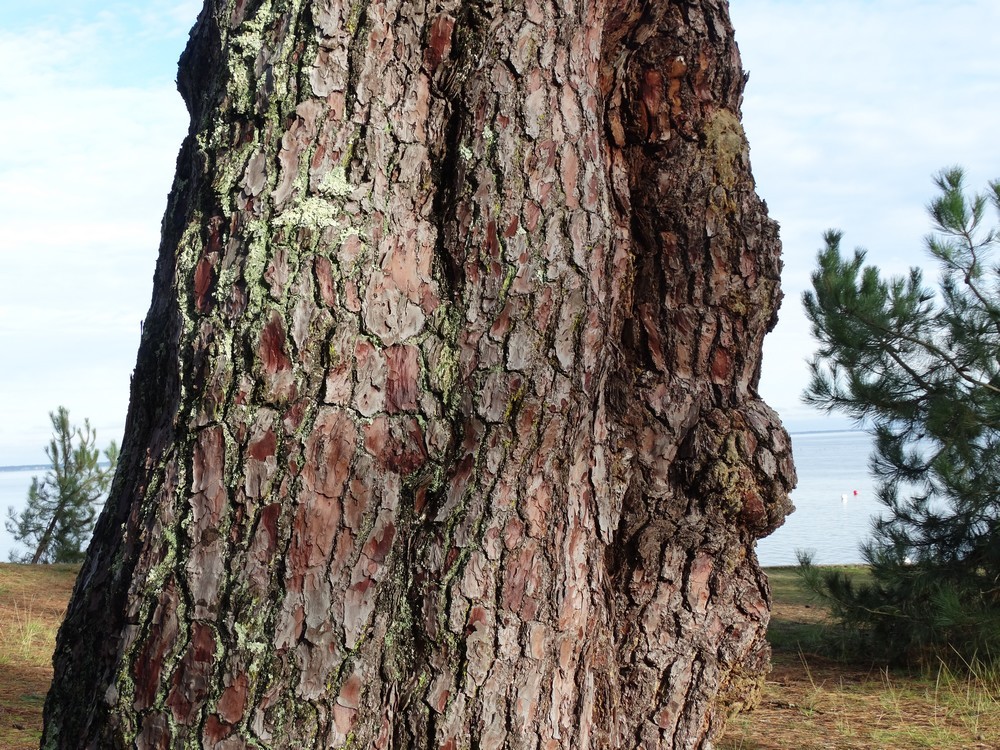 La sève du pin s'écoule, goutte à goutte...