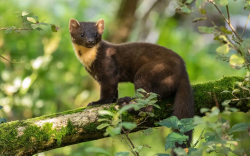 Adventus Expiare Luiz Godoy Oliveira