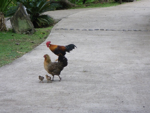 Les animaux.