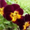 viola-cornuta---dallage-fleuri---mai-2013.jpg