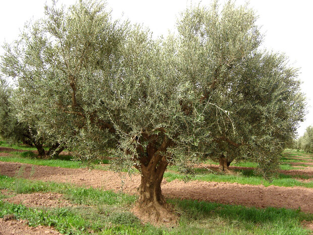 La  Légende  de l'olivier 
