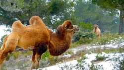 chameau dans la neige