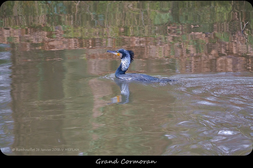 Rambouillet : Deux ans de photographies d'oiseaux