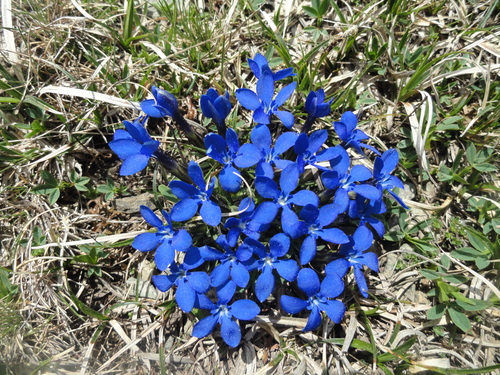 Fleurs bleues
