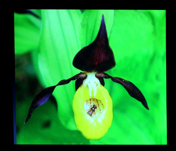 Une conférence sur les orchidées sauvages de nos forêt a eu  lieu à Lignerolles  