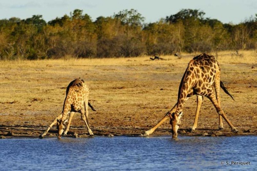 Giraffes at Nyam
