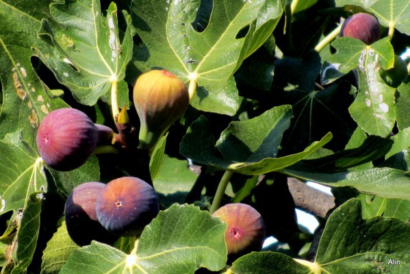 J02---des-figues.JPG