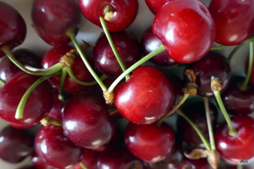 Le temps des cerises !