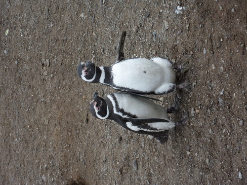 Pingouins de Magellan