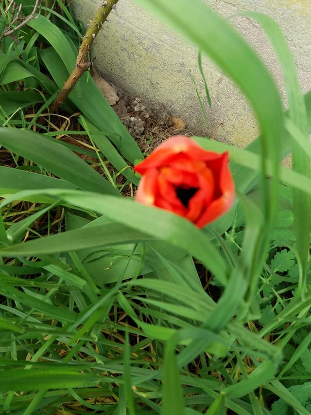 Balade dans le village en Alsace