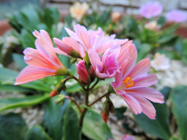 Fleurs d'été