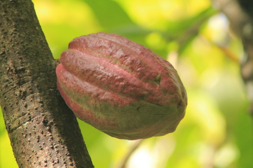 Musée du Cacao à Pointe-Noire