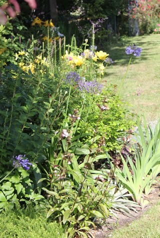 Lys jaunes, agapanthes bleues et Hebe x Lake