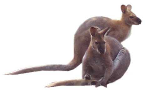 Tubes kangourous 