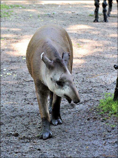 Photo de tapir du zoo de Bordeaux-Pessac